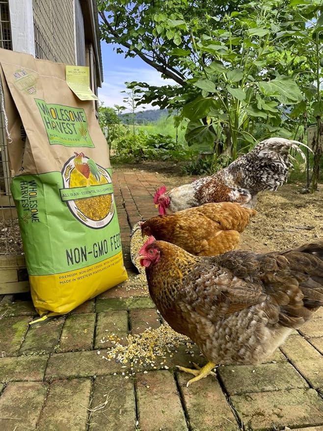 Non-GMO Soy and Corn Free Whole Grain Layer Blend 16% - Chicken Feed for Laying Hens and Ducks - Includes Essential Oils, Herbs, Oyster Shells, Vital Minerals, and Omega 3, 10 lb