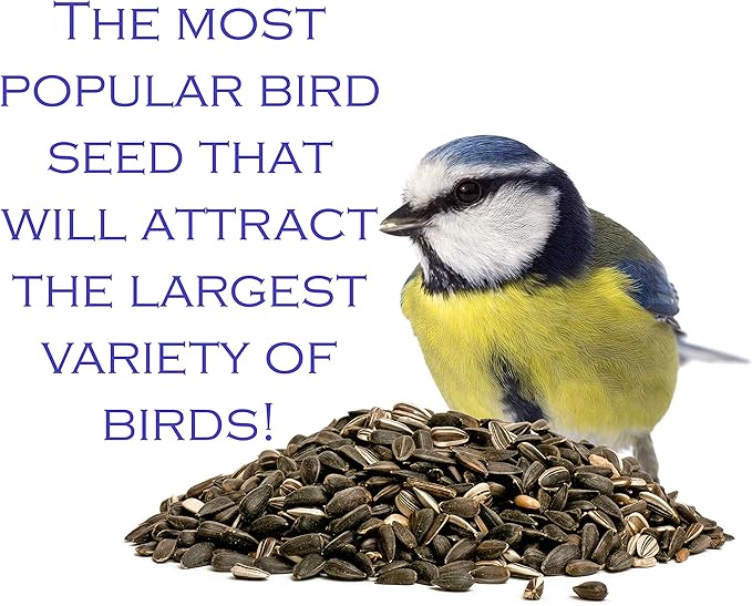 | Four Season | Black Oil Sunflower Seed | 4 Pounds | Wild Bird Food | Backyard Songbird
