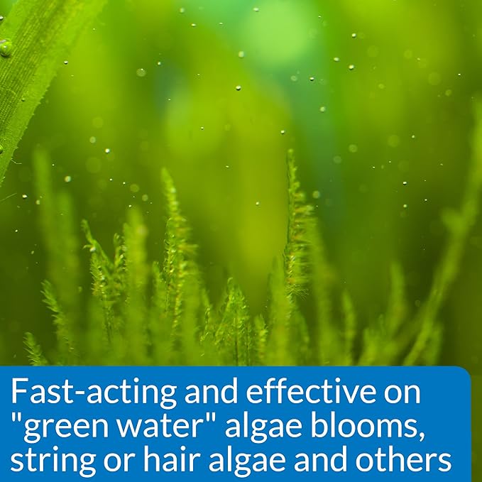 API ALGAEFIX Algae Control 1.25-Ounce Bottle