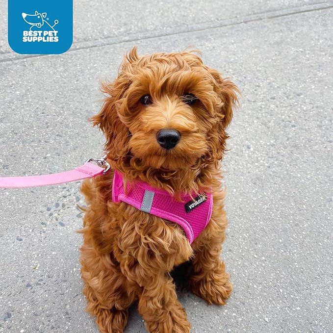Best Pet Supplies Voyager Step-in Air Harness - All Weather Mesh, Reflective, No Pull Harness for Dogs, Cats - Secure with Hook & Loop Fastener, Buckle, Double D-Rings - Fuchsia, XS