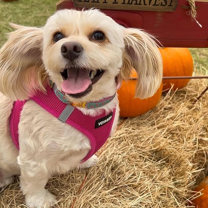 Best Pet Supplies Voyager Step-in Air Harness - All Weather Mesh, Reflective, No Pull Harness for Dogs, Cats - Secure with Hook & Loop Fastener, Buckle, Double D-Rings - Fuchsia, XS