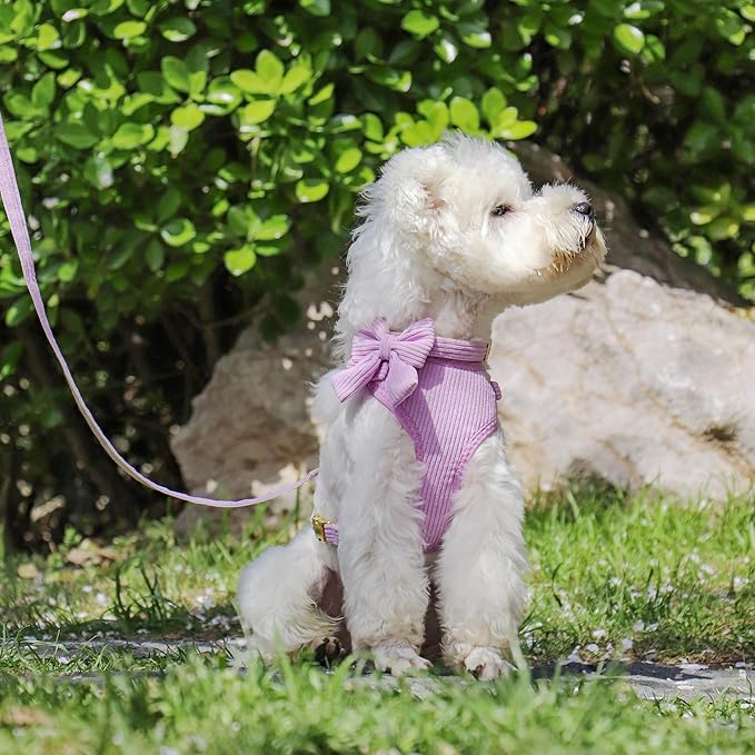 Didog Cute Small Dog Harness Collar and Leash Set with Bowtie, Breathable Soft Mesh Padded Puppy Harness, Dog Harness for Small Dogs Daily Walks Parties, Holiday Gatherings & Gifts, Purple, M
