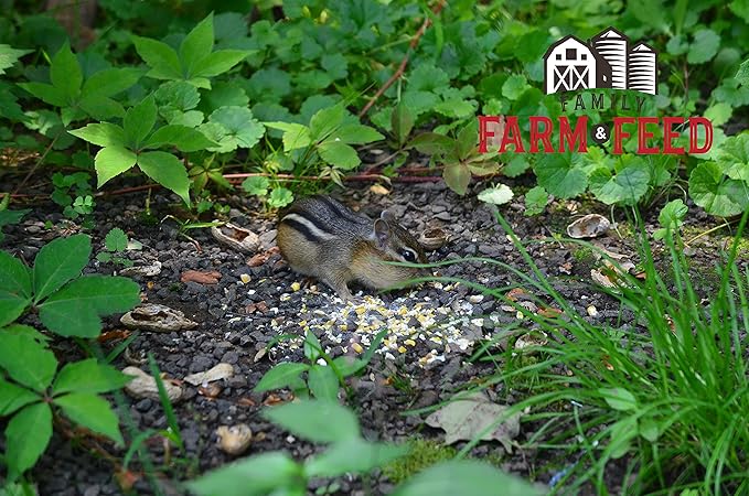 | Four Seasons | Critter Mix | Wild Bird Food | Backyard Songbird | 4 Pounds