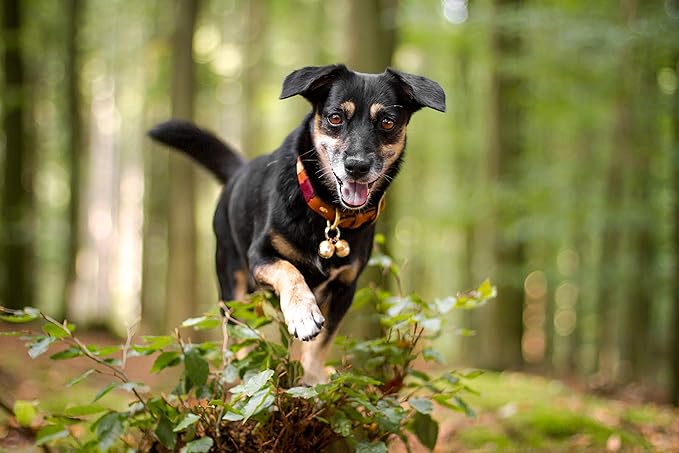 Beau's Bells 2 Extra Loud Cat & Dog Bells | Pet Tracker | Save Birds & Wildlife | Luxury Handmade Copper (Medium)
