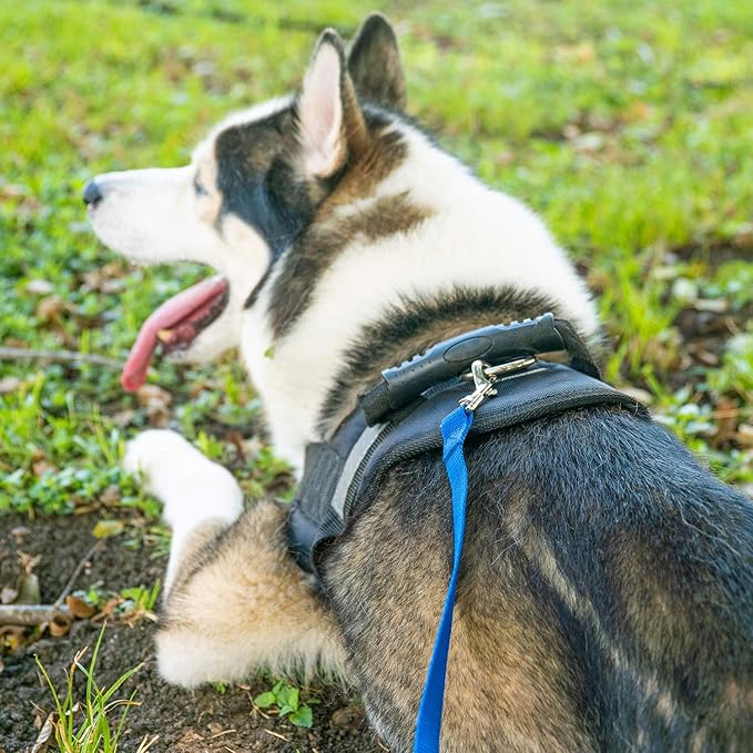 Hi Kiss Dog/Puppy Obedience Recall Training Agility Lead - 15ft 20ft 30ft 50ft 100ft Training Leash - Great for Training, Play, Camping, or Backyard (20 Feet, Green)