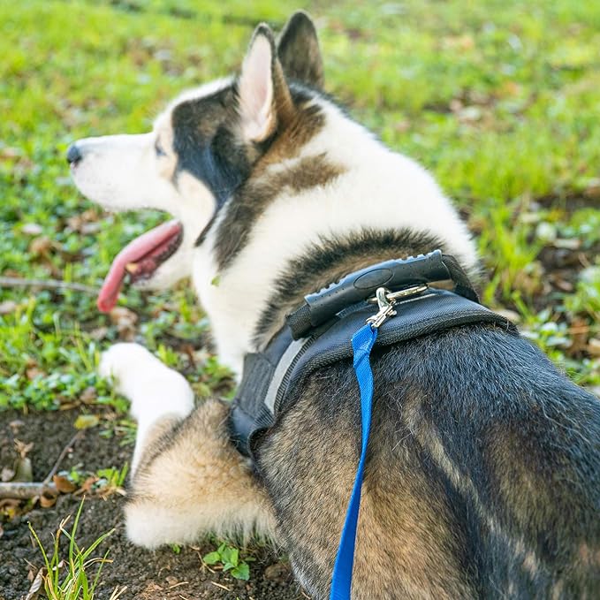 Hi Kiss Dog/Puppy Obedience Recall Agility Lead - 15ft 20ft 30ft 50ft 100ft Leash - Great for Training, Play, Camping, or Backyard - Orange 20ft