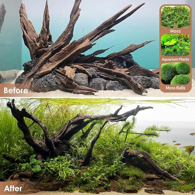 Jorewood Natural Small Aquarium Driftwood for Fish Tanks & Reptile Terrariums – Safe Fish Tank Decorations, Unique Twisted Branches 10-Piece 2-4 Inch Low Tannin, Easy to Sink