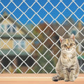 Cat Balcony Net, Large Cat Netting Pet Anti-Fall Safety Netting White Nylon Dogs Cats Climbing Net Pet Mesh Fence for Balcony, Stair, Window, Outdoors (10x19.7ft)