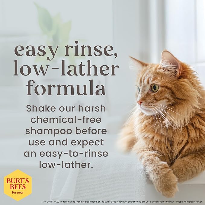 Burt's Bees for Pets Tearless Kitten Shampoo with Buttermilk and Honey, Gentle Cat Shampoo for Itchy Skin and Sensitive Coats, Easy Rinse Low Lather Formula, 99.3% Natural Origin, 10 Fl Oz - 6 Pack
