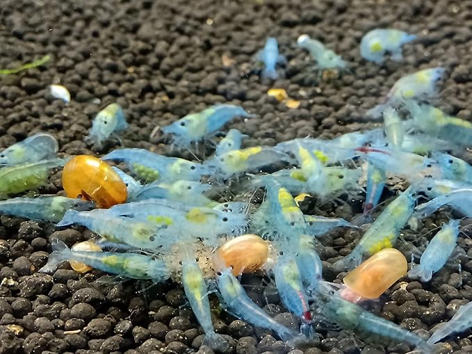 Las Vegas Exotic Fish™ Neocaridina Shrimp Live Freshwater Shrimp Aquarium Inverts (Live Guarantee or Replacemnt is Free) (Mix, 20) Free Plant