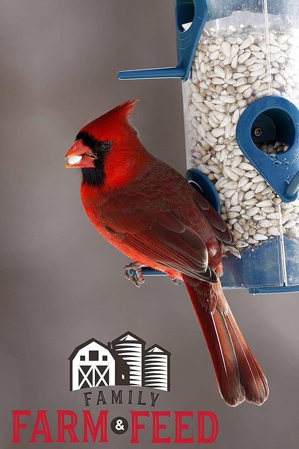 | Four Seasons | Safflower Seed | Wild Bird Food | Backyard Songbird | 2 Pounds