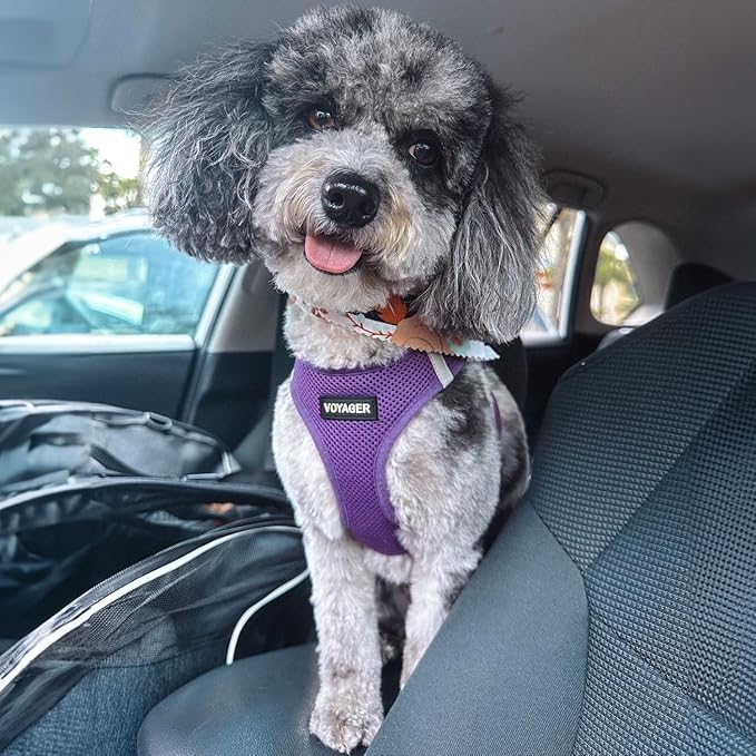 Best Pet Supplies Voyager Step-in Air Harness - All Weather Mesh, Reflective, No Pull Harness for Dogs, Cats - Secure with Hook & Loop Fastener, Buckle, Double D-Rings - Purple, XL