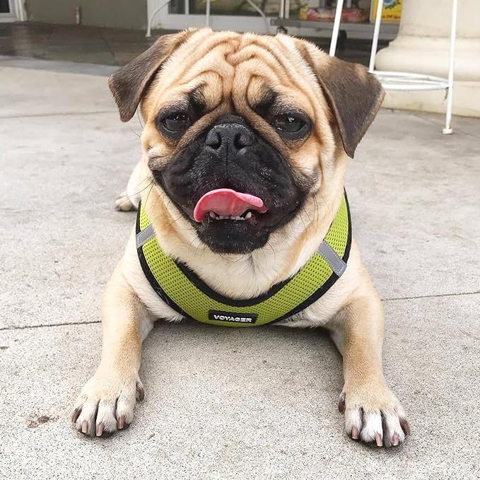 Best Pet Supplies Voyager Step-in Air Harness - All Weather Mesh, Reflective, No Pull Harness for Dogs, Cats - Secure with Hook & Loop Fastener, Buckle, Double D-Rings - Lime Green/Black Trim, XS