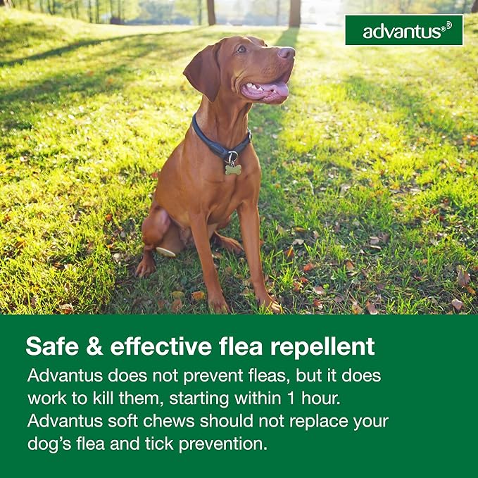 Advantus Dog Fast Acting Oral Flea Treatment Soft Chews Dogs 23 - 110 lbs. | 30 ct.