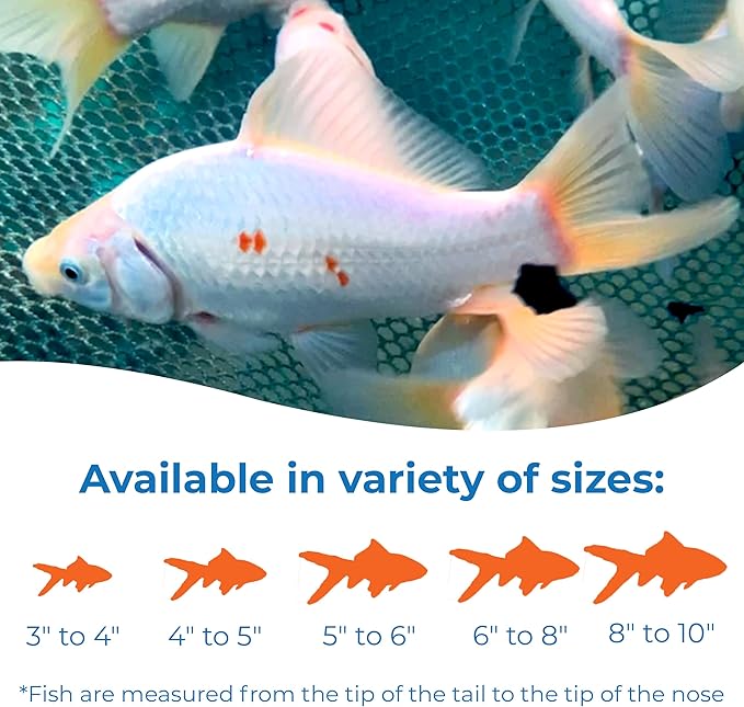 Toledo Goldfish Solid White Comet Goldfish with Splashes of Red: Live Goldfish with a Variety of Sizes for Ponds, Tanks, and Aquariums - 4-5 Inches, 5 Count