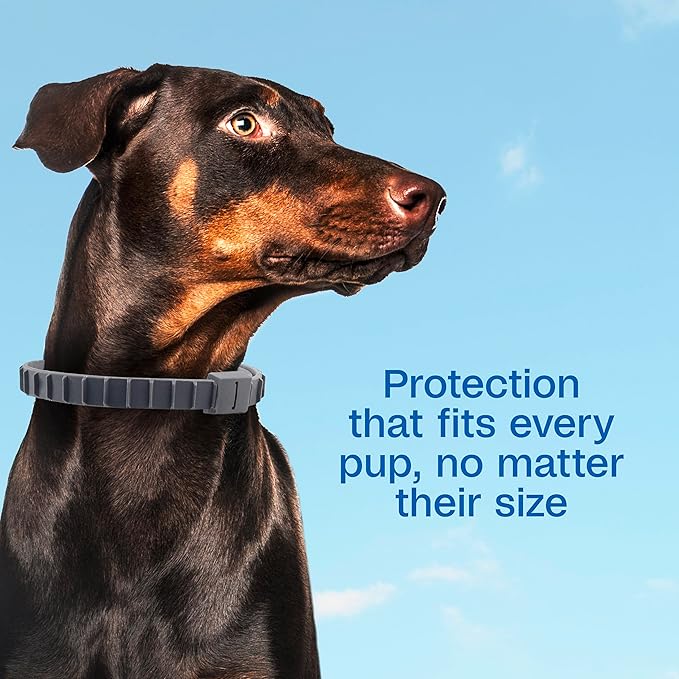 ADAMS Flea & Tick Collar Plus for Dogs & Puppies, 12 Months Protection Against Flea Infestations, Kills Fleas & Ticks, Repels Mosquitoes for Up to 6 Months (Excl. California), One Size Fits All, 1 ct
