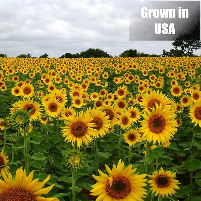 Wildlife Black Oil Sunflower Seeds for Birds and Wildlife, Non-GMO & USA Grown on Small Farms (25 lbs)