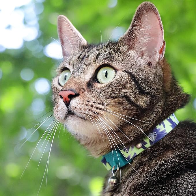 Kittyrama Botanicals Lotus Kitten Collar. Award Winning. Hypoallergenic, Quick Release Breakaway, Comfy & Soft. Vet Approved. Other Styles Available