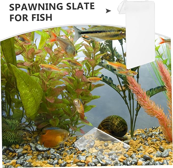 BESPORTBLE Fish Spawning Plate Cups Lightweight Breeding for Aquariums for Fish and Shrimp Farming Removable Design for Easy Installation