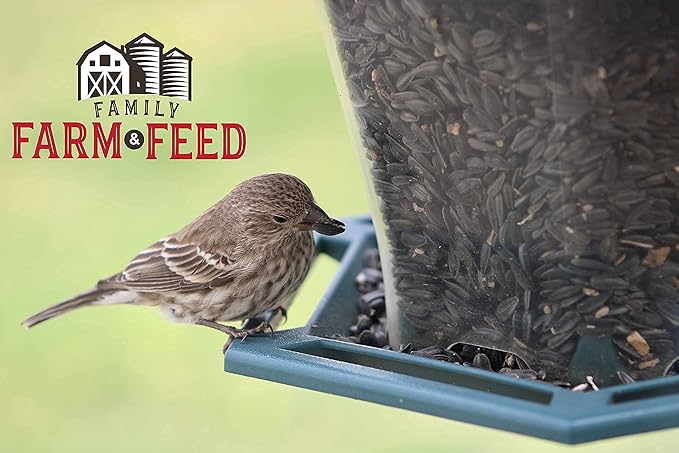 | Four Season | Black Oil Sunflower Seed | 4 Pounds | Wild Bird Food | Backyard Songbird