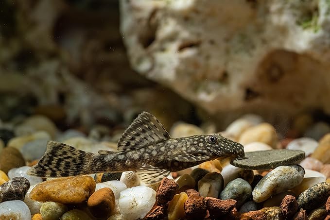 Swimming Creatures 5 PCS Assorted Tropical Fish Combo Pack (Selections from Rasboras, Rainbowfish, Plecos, Corydoras, Catfish, Loaches & More!) Freshwater Aquarium Fish Live