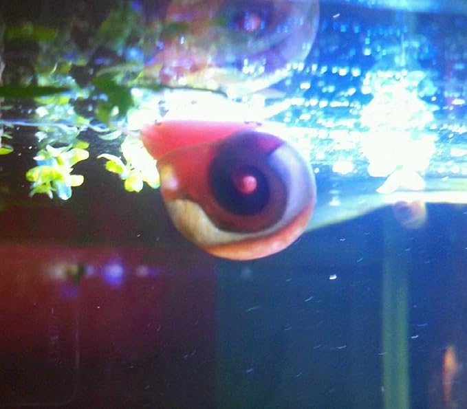 9+ Live Ramshorn Snails Aquarium or Pond, Algae Clean Up! Shipped Daily!
