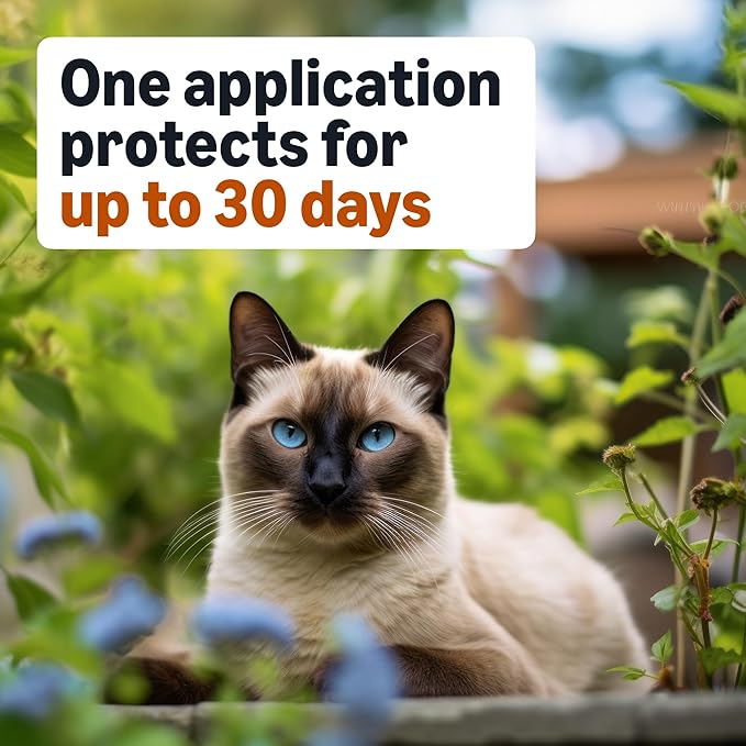 Amazon Basics Topical Flea Treatment for Medium Cats (5-9 Pounds), 6 Count, Packaging May Vary