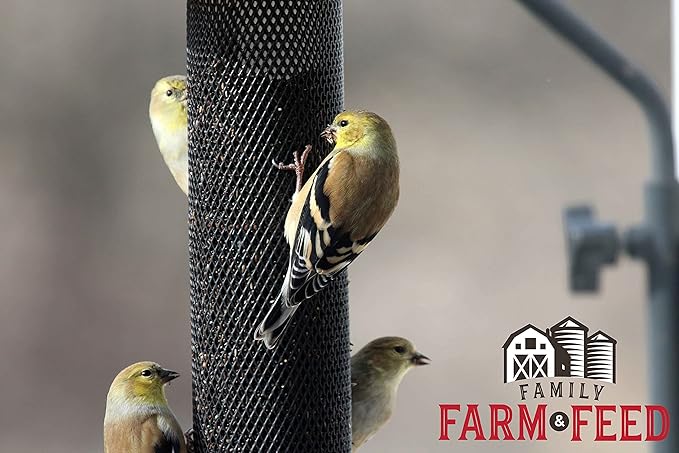 | Four Seasons | Nyjer Seed | Wild Bird Food | Backyard Songbird | 2 Pounds