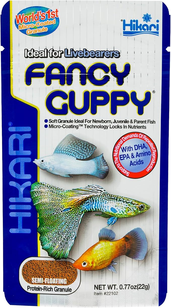 Fancy Guppy