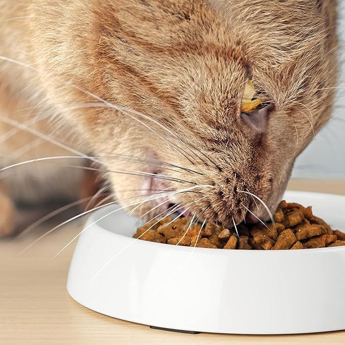 CatGuru Cat Bowls, Whisker Friendly Food Bowl for Indoor Cats, Reliefs Whisker Fatigue, Wide Kitten Dish, Non Slip Pet Dishes, Shallow Pet Plates (Marshmallow)