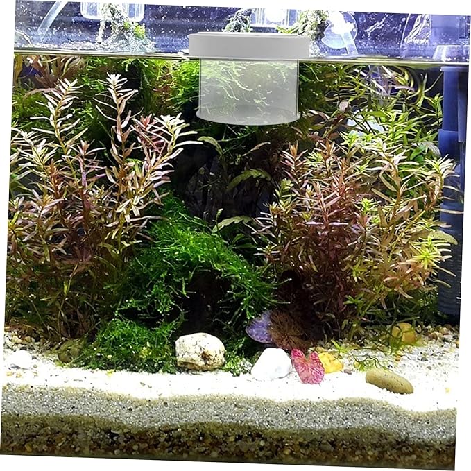 BESPORTBLE Floating Fish Isolation Box Durable Acrylic Aquarium Breeding Box for Fish Hatchery Easy to Clean and Use No Suction Cups Required Transparent Design for Observation