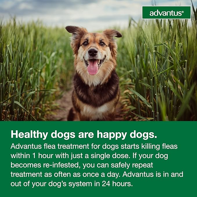 Advantus Dog Fast Acting Oral Flea Treatment Soft Chews Dogs 4 - 22 lbs. | 7 ct.