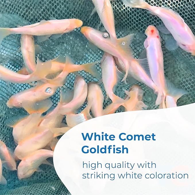 Toledo Goldfish Solid White Comet Goldfish with Splashes of Red: Live Goldfish with a Variety of Sizes for Ponds, Tanks, and Aquariums - 4-5 Inches, 5 Count