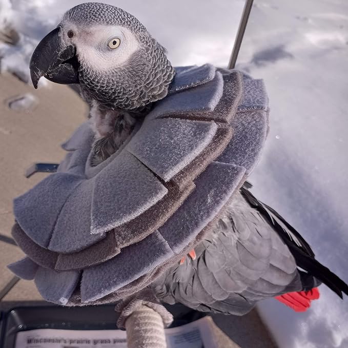 Stiff Insert Cone Bird Collar for African Grey Parrots