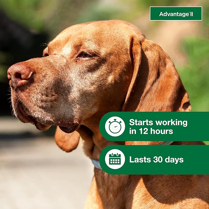 Advantage II Large Dog, 6 pack