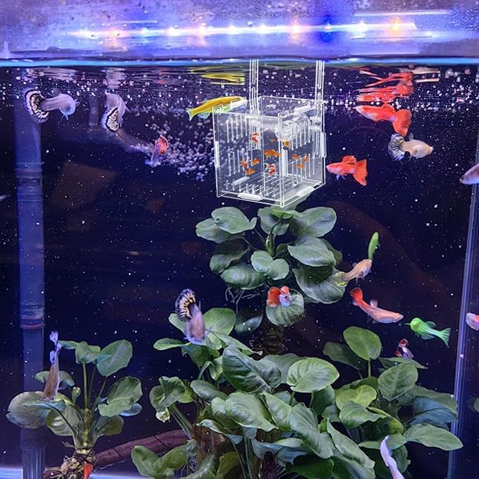 Breeder Box for Fish Tank, Fishes Separator for Aquarium, Acrylic Fish Isolation Tank, Hatchery Incubator with Suction Cups for Small Baby Fishes Shrimp Clownfish Guppy (3.9 * 3.9 * 3.9inch)