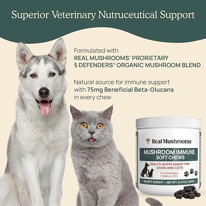 Real Mushroom Immune Pet Chews – For Daily Digestive & Immune Health – Mushrooms for Dogs & Cats Functional Treat – Mushroom Supplement for Dogs & Cats – 1 to 4 Chews For All Breeds & Sizes (60 Count)
