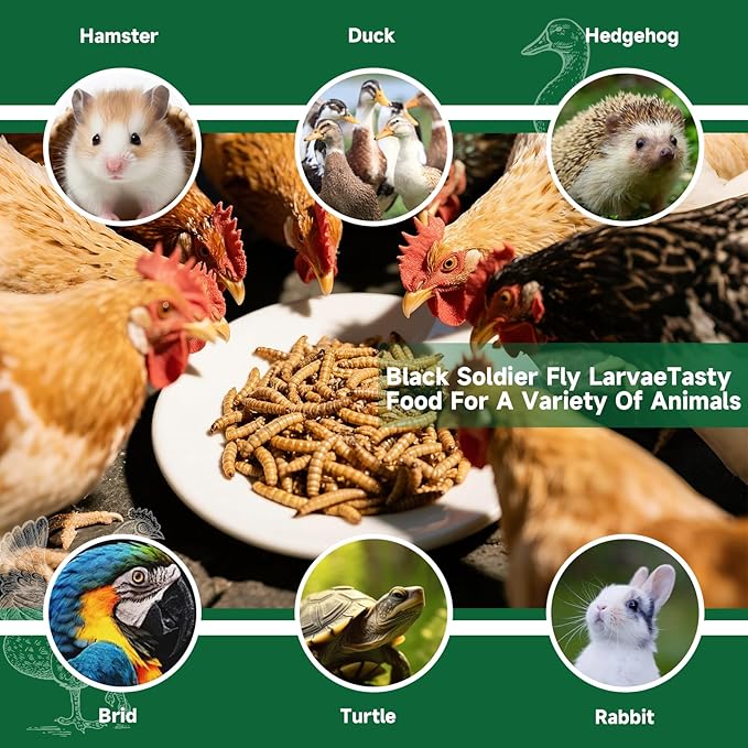 Black Soldier Fly Larvae Worms for Chickens, 5LB, 100% Natural Non-GMO BSFL Chicken Food, More Calcium Than Dried Mealworms, High Protein Chicken Treats for Layer Hens, Wild Birds, Ducks