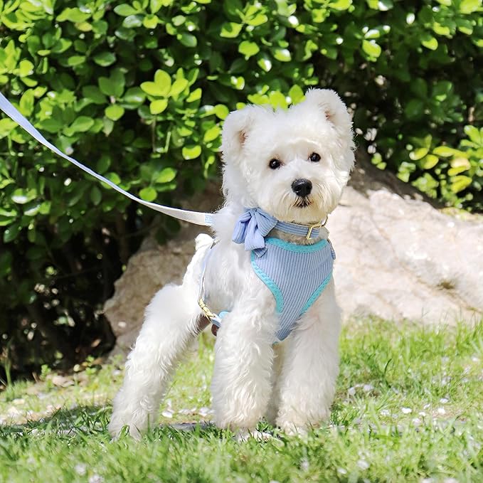 Didog Cute Small Dog Harness Collar and Leash Set with Bowtie, Breathable Soft Mesh Padded Puppy Harness, Dog Harness for Small Dogs Daily Walks Parties, Holiday Gatherings & Gifts, Blue, M