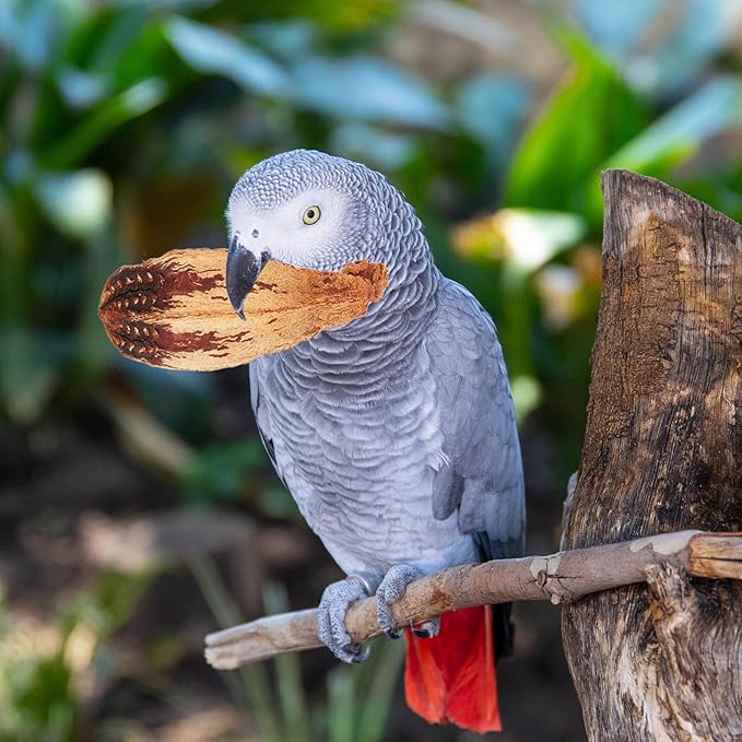 4pcs Natural Parrot Foraging Bird Chewing Fun Safe Chew Treats for Cage Birds Cockatiels Macaws African Greys Budgies