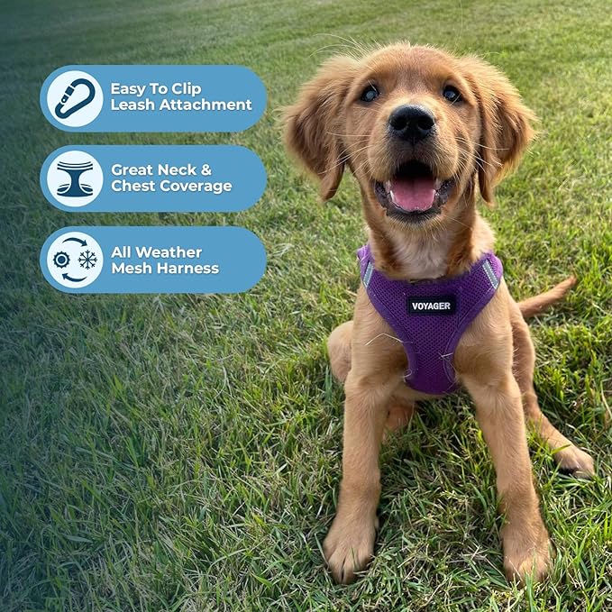 Best Pet Supplies Voyager Step-in Air Harness - All Weather Mesh, Reflective, No Pull Harness for Dogs, Cats - Secure with Hook & Loop Fastener, Buckle, Double D-Rings - Purple, XS