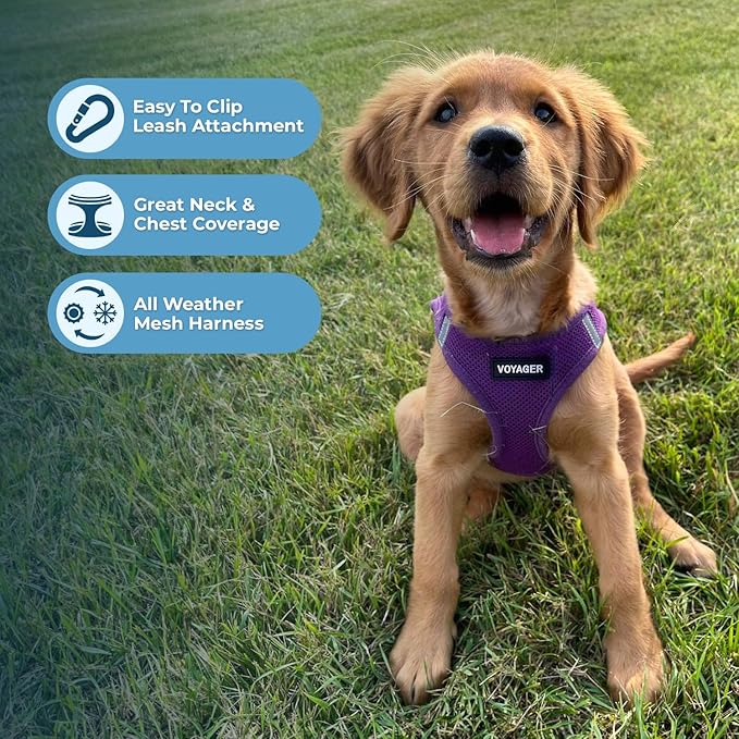 Best Pet Supplies Voyager Step-in Air Harness - All Weather Mesh, Reflective, No Pull Harness for Dogs, Cats - Secure with Hook & Loop Fastener, Buckle, Double D-Rings - Purple, XL