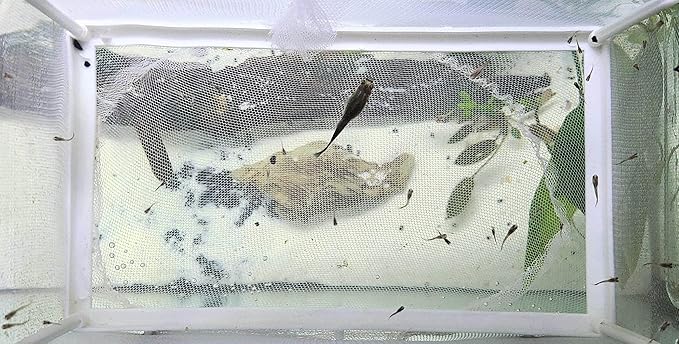 Large Fish Breeder Net with Suction Cups Nylon Mesh Fish Fry Hatchery Breeder Isolation Box Separation Net for Plants/Shrimp on Aquarium Tank