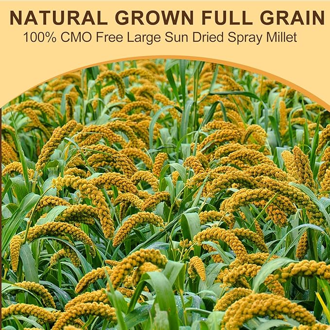 Natural Sun-Dried Spray Millet for Birds - 0.88LBS, Non-GMO Healthy Bird Treat Food for Parakeets, Cockatiels, Parrots, Lovebirds, Finches & Canaries