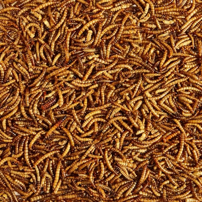 KayteeMealworms Wild Bird Treat, 7 oz, High Protein Oven-Dried for Bluebirds, Wrens, Robins, 2 Packs