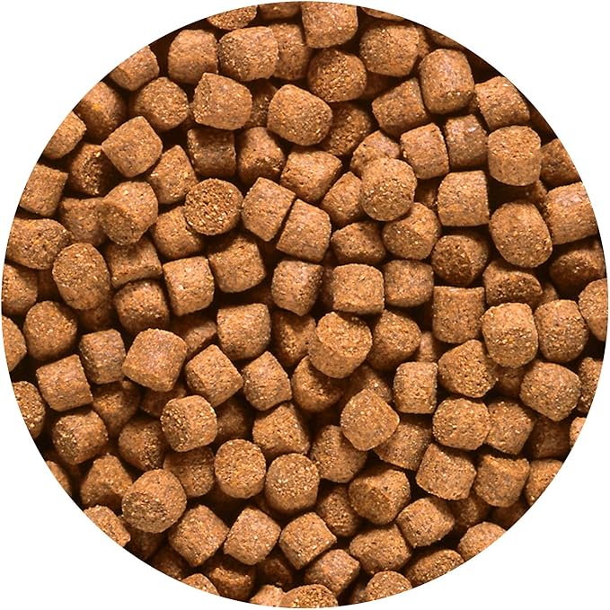 Hikari 2.2-Pound Sinking Cichlid Gold Pellets for Pets, Medium