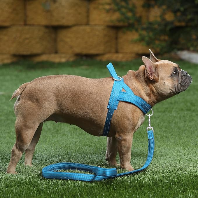 Plutus Pet No Pull Dog Harness with Breathable Mesh Padded, Adjustable Reflective Escape Proof Dog Harness, Quick Fit Dog Vest Harness for Small Medium Large Dogs(XL, Cyan)