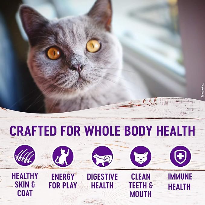 Wellness Natural Pet Food Complete Health Natural Grain Free Deboned Chicken & Chicken Meal Dry Kitten Food, 5.5 Pound Bag (Pack of 2)