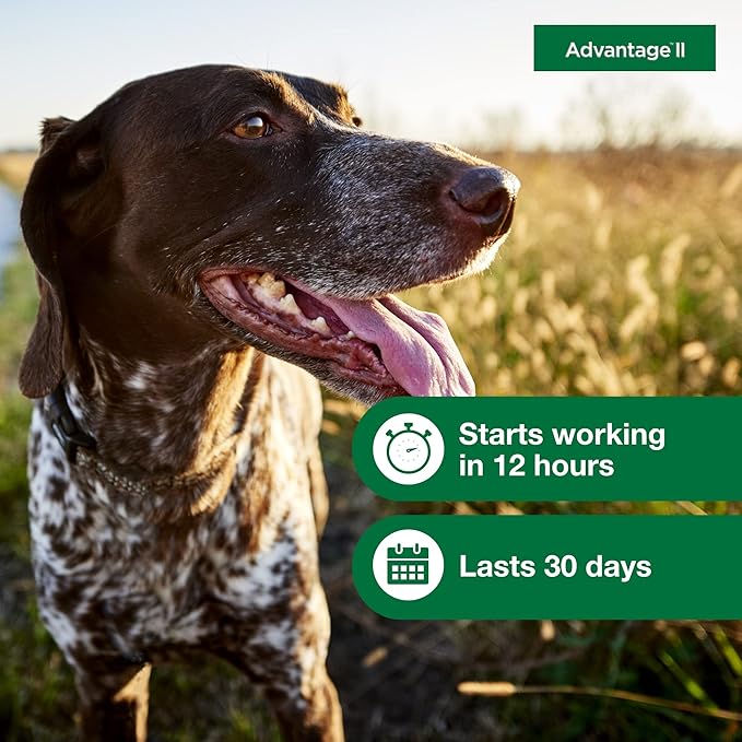 Advantage II Medium Dog, 6 pack