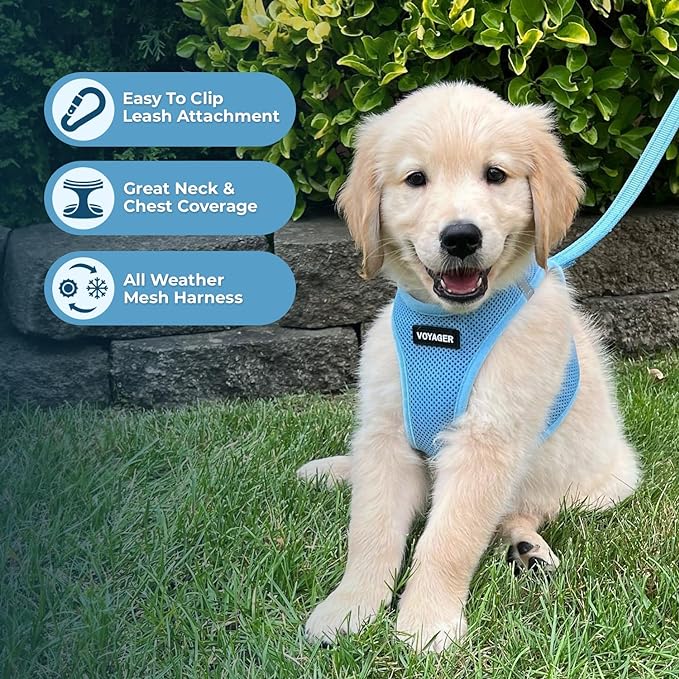 Best Pet Supplies Voyager Step-in Air Harness - All Weather Mesh, Reflective, No Pull Harness for Dogs, Cats - Secure with Hook & Loop Fastener, Buckle, Double D-Rings - Baby Blue, XXS